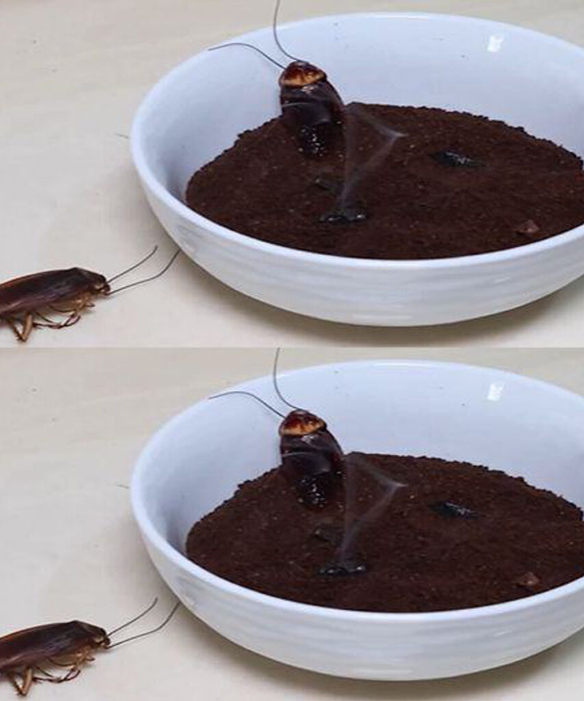 Goodbye cockroaches in the house: the natural trick that prevents them from entering and eliminates them forever