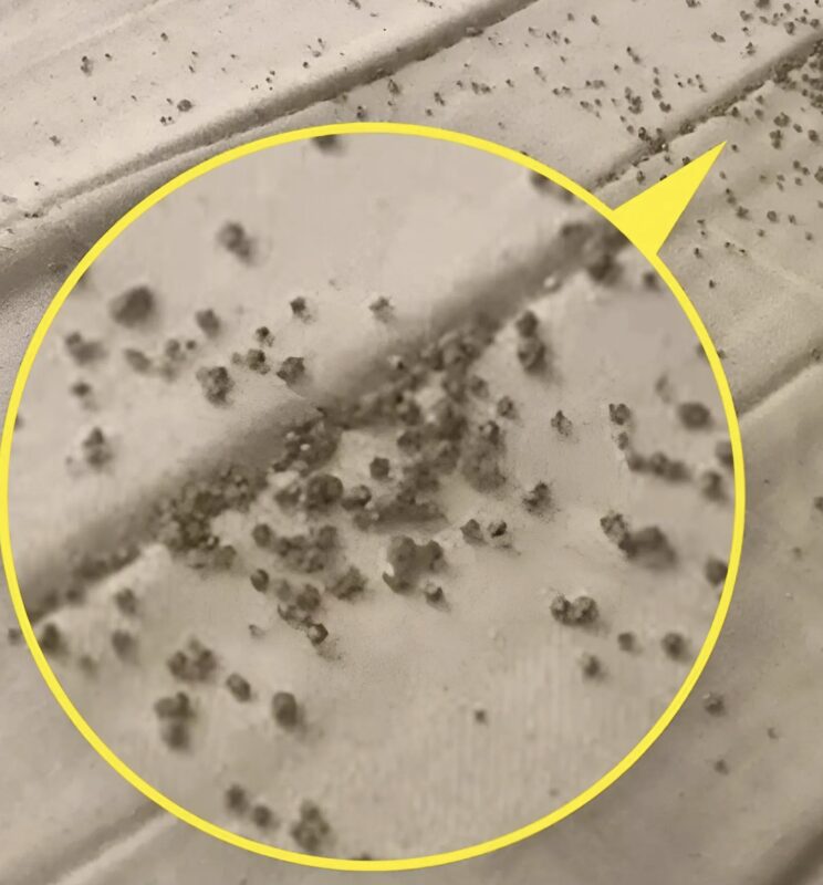 I Found Tiny Brown Specks Under My Husband’s Pillow and Had No Idea What They Were — Until I Looked Closer